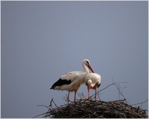 Storchenpaar 500 kbIch sitze hier und warte6.jpg