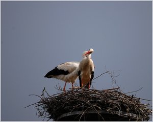 Storchenpaar 500 kbIch sitze hier und warte8.jpg