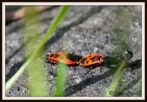 SAM_1068.JPG SAM_1068.JPG