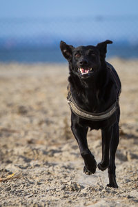 Hundestrand-20120412-23.jpg