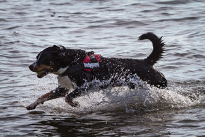 Hundestrand-20120412-26.jpg