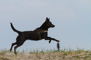 Hundestrand-20120412-38.jpg