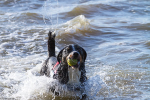 Hundestrand-20120412-31.jpg