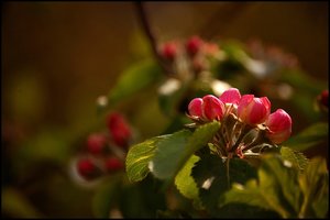 Apfelblüte 500 kbApfelblüte 2.jpg