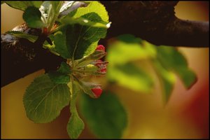 Apfelblüte 500 kbApfelblüte 3.jpg