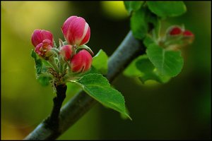 Apfelblüte 500 kbApfelblüte4.jpg