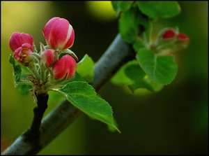 Apfelblüte 500 kbApfelblüte4 nochmal bearbeitet.jpg
