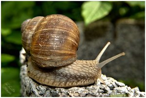 comp_Schnecke 3.jpg