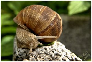 comp_Schnecke 5.jpg