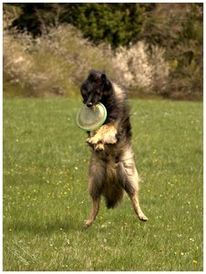 comp_Frisbee 4.jpg