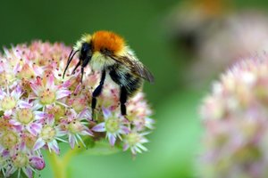 DSC02395 - Kopie.JPG