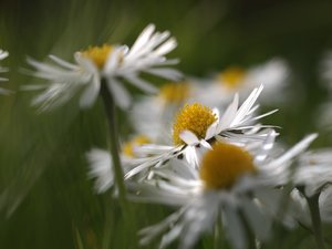 2012-04-21 schleißheim 159.jpg