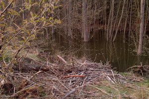 2012_04_23_1926_SD15_RagoeseBiber_Mittelbau_0031_1200pix.jpg 2012_04_23_1926_SD15_RagoeseBiber_Mittelbau_0031_1200pix.jpg