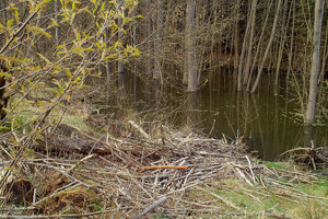 2012_04_22_1935_SD9_RagoeseBiber_Mittelbau_0019_1200pix.jpg 2012_04_22_1935_SD9_RagoeseBiber_Mittelbau_0019_1200pix.jpg