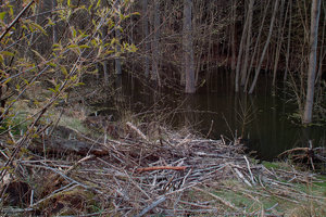 2012_04_23_1952_SD15_RagoeseBiber_Mittelbau_0036_1200pix.jpg 2012_04_23_1952_SD15_RagoeseBiber_Mittelbau_0036_1200pix.jpg