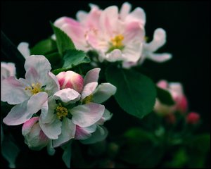 nochmal Apfelblüte 500 kbnochmal Apfelblüte 2.jpg