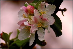 nochmal Apfelblüte 500 kbnochmal Apfelblüte3.jpg