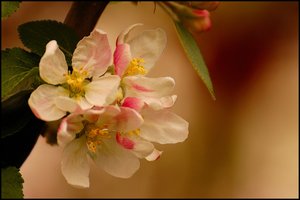 nochmal Apfelblüte 500 kbnochmal Apfelblüte4.jpg