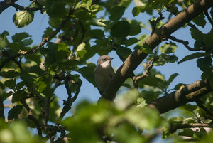 20120430-Klappergrasmuecke-VR1_9825.jpg 20120430-Klappergrasmuecke-VR1_9825.jpg