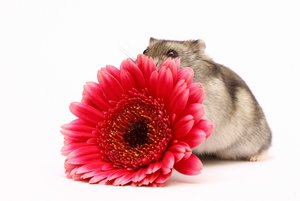 k-Sir Henry_27-03-12_07.jpg