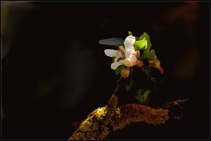 nochmal Apfelblüte 500 kbAst mit Blüte.jpg