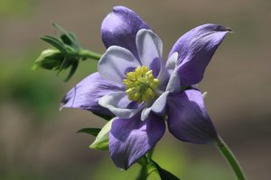 comp_Aquilegia blau-weiss_8071 (Kopie).jpg