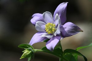 comp_Aquilegia blau-weiss_8075 (Kopie).jpg