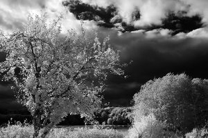 2011_10_06_Chorin_Apfelbaum_IR_RG780_SDIM0002_1200pix.jpg