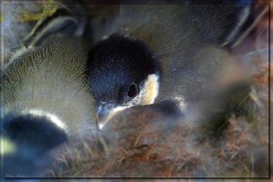 Kohlmeisenkueken 1.jpg