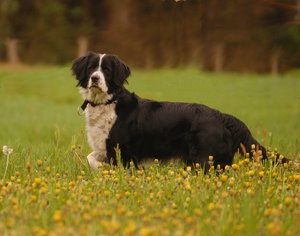 Trine mit Zaun 500 kbTrine mit Zaun 1.jpg