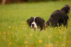 Trine mit Zaun 500 kbTrine mit Zaun 2.jpg