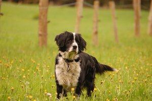 Trine mit Zaun 500 kbTrine mit Zaun ohne Bearbeitung.jpg