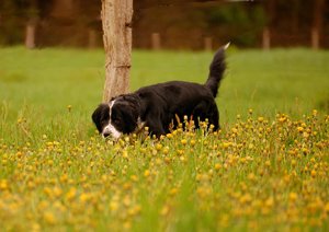 Trine mit Zaun 500 kbTrine mit Zaun.jpg