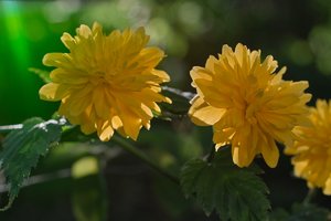 Frühling 2012 03.jpg