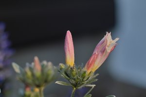 Frühling 2012 06.jpg