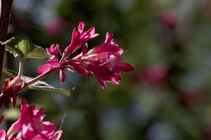 Frühling 2012 09.jpg