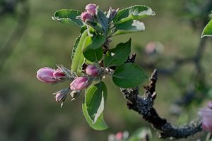 Frühling 2012 12.jpg