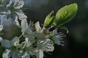 Frühling 2012 15.jpg