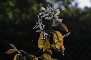 Frühling 2012 16.jpg