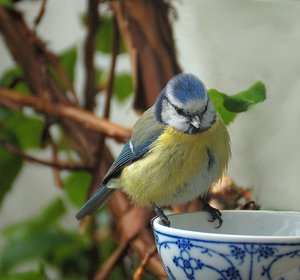 Meise mit Nistmaterial 2  und Tassenrand 500 kbMeise auf Tassenrand.jpg