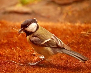 Meise mit Nistmaterial 2  und Tassenrand 500 kbMeise mit Nistmaterial 2.jpg