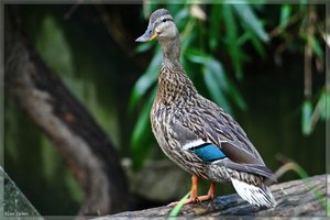 sample 25.jpg sample 25.jpg