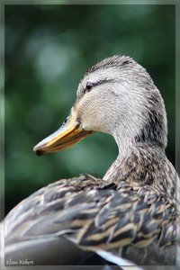 sample 26.jpg sample 26.jpg