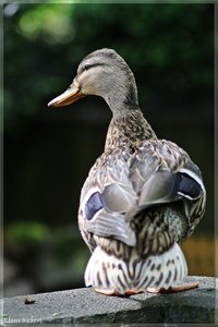 sample 27.jpg sample 27.jpg