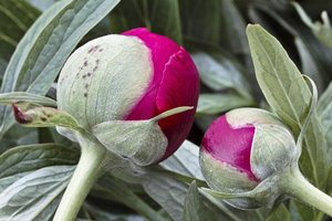 SDIM0253bilderforumkk.jpg SDIM0253bilderforumkk.jpg