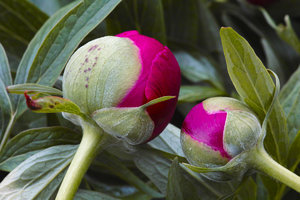 SDIM0253_1.jpg SDIM0253_1.jpg