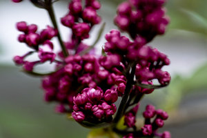 120429 Garten em 16 flieder bilderforum.jpg 120429 Garten em 16 flieder bilderforum.jpg