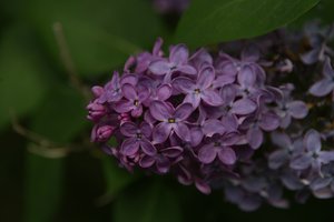 Flieder.jpg Flieder.jpg