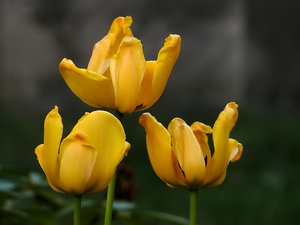 3GelbeTulpen2-1000.jpg