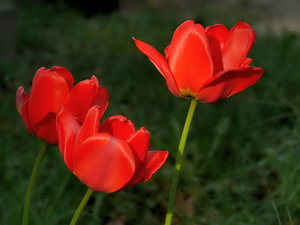 3RoteTulpen1000.jpg